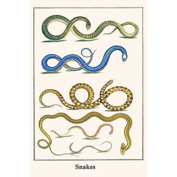 Snakes-Fine Art Canvas Print (20" x 30")