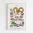 thumbnail image 1 of Snakes Species Print: Educational Animal Poster, Unframed Paper Poster 11x14in, 1 of 4