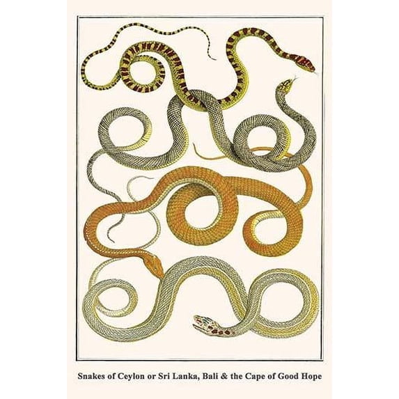 Snakes of Ceylon or Sri Lanka, Bali & the Cape of Good Hope-Fine Art Canvas Print (20" x 30")