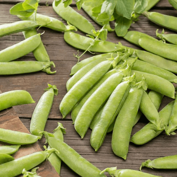 Snap Pea Plant Live for Planting, Sugar Snap Pea Plants for Garden 3 to 5 Inc Tall in 4 Inc Pot