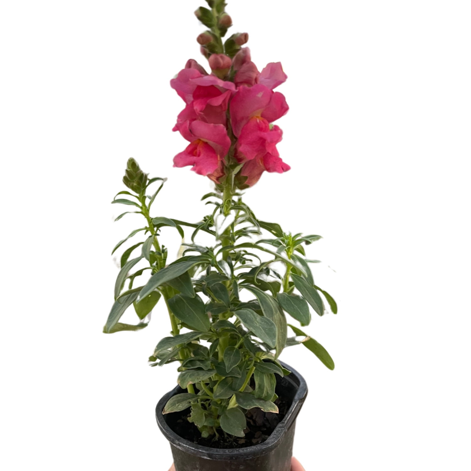 KS Plants SnapDragon