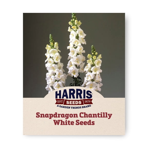 Harris Seeds Snapdragon Chantilly White F1, Fragrant White Flower Variety, 500 Count