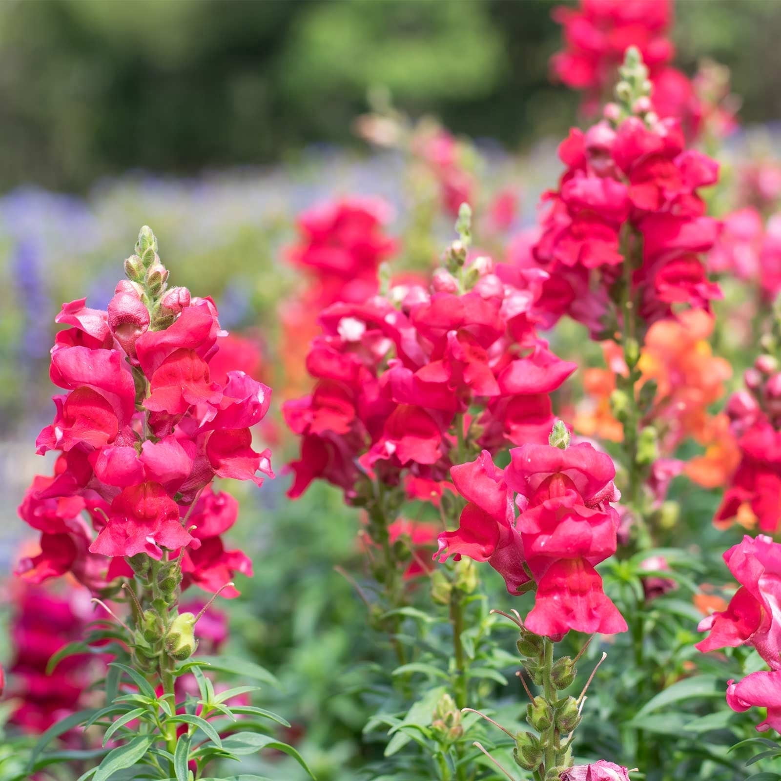 Snapdragon Flower Seeds - Floral Showers Series F1-1000 Seeds - Crimson Blooms - Annual Flower Garden