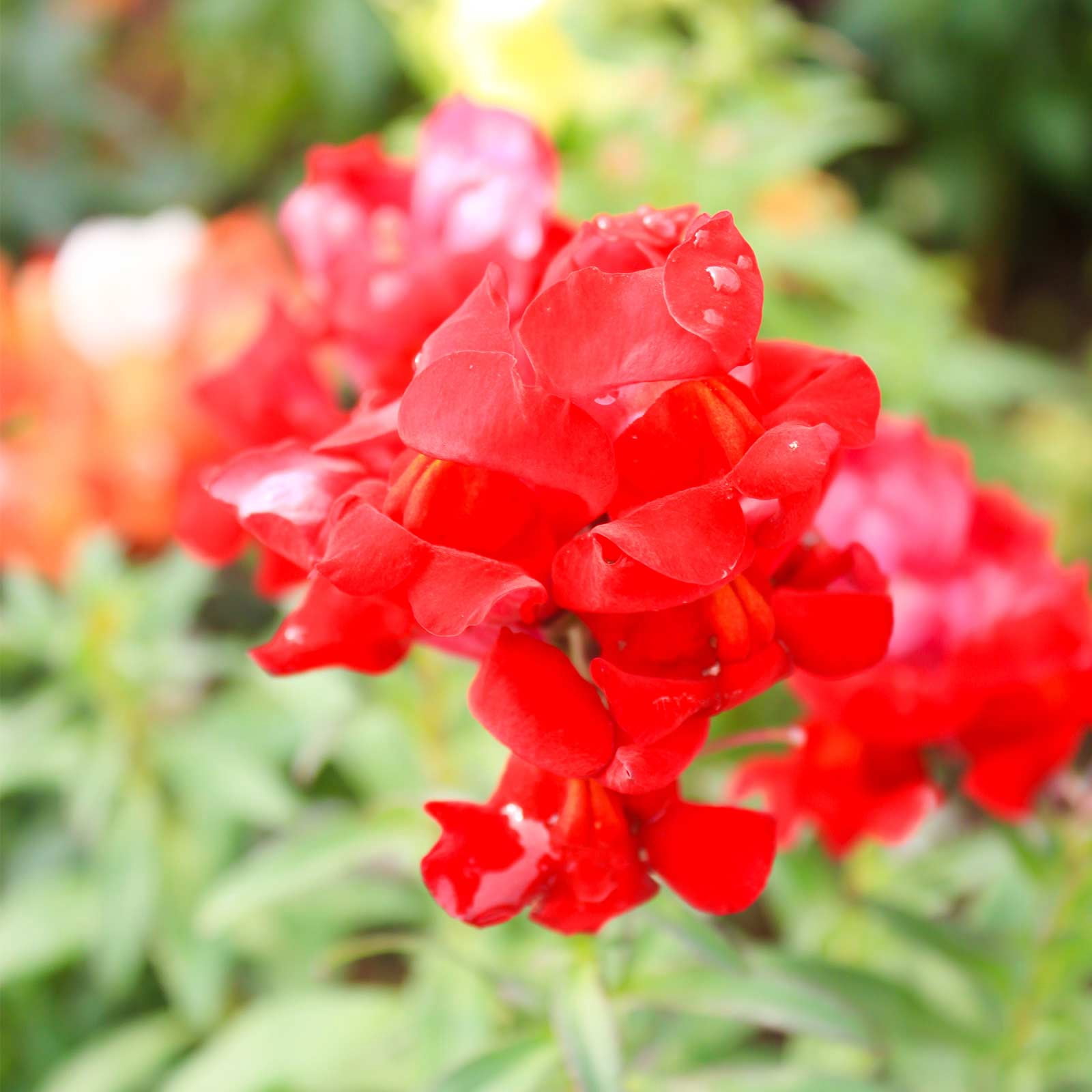 Snapdragon Flower Seeds - Floral Showers Series F1 - 1000 Seeds - Deep Bronze Blooms - Annual Flower Garden