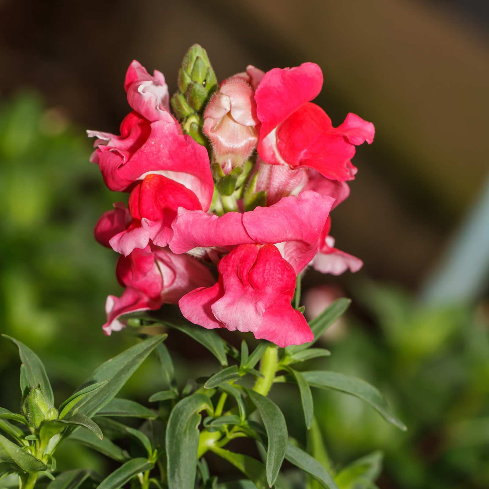 Snapdragon Flower Seeds - Floral Showers Series F1 - 1000 Seeds - Rose Pink Blooms - Annuals Flower Garden