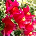 thumbnail image 1 of Snapdragon Flower Seeds - Floral Showers Series F1 - 1000 Seeds - Scarlet Blooms - Annual Flower Garden, 1 of 2