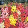 thumbnail image 1 of Snapdragon Flower Seeds - Madame Butterfly Mixture - 500 Seeds - Mix Color Blooms - Annual Flower Garden, 1 of 2