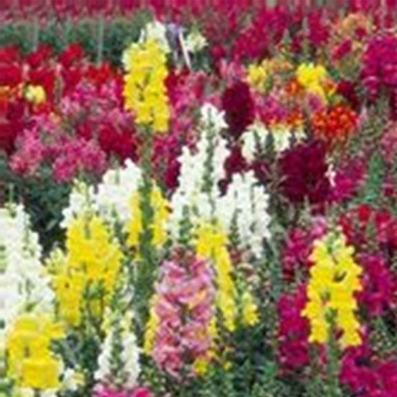 Snapdragon Flower Seeds - Maximum Mix - 1 oz Seed Pouch - Mix Color Blooms - Annual Flower Gardening
