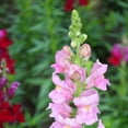 thumbnail image 1 of Snapdragon Flower Seeds - Rocket Series F1 - 1000 Seeds - Pink Blooms - Annual Flower Garden - Border Flowers, 1 of 2