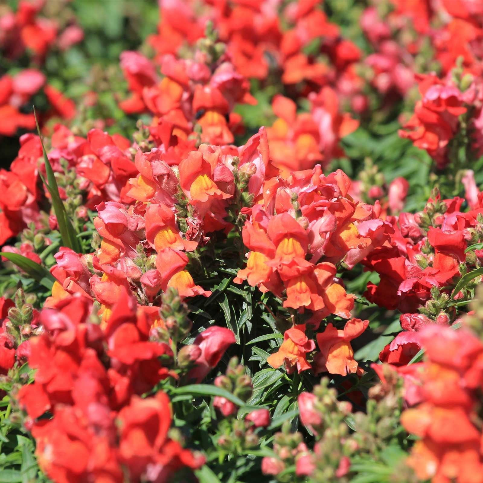 Snapdragon Flower Seeds - Sonnet Series F1-1000 Seeds - Bronze Blooms - Annual Flower Garden - Border Flowers