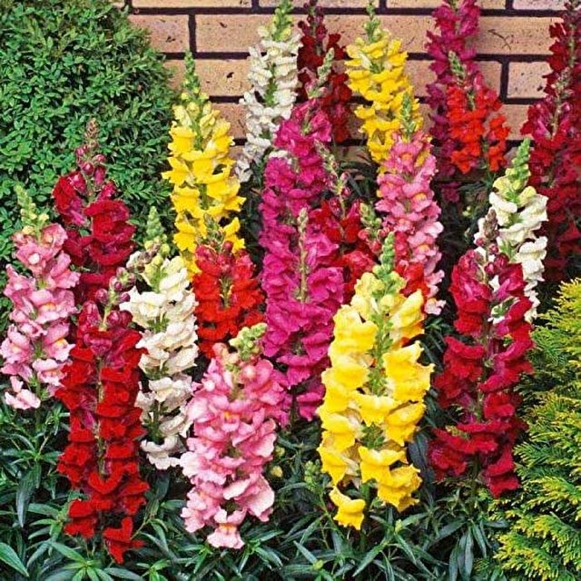 Snapdragon Giant Tall Mix STF9 Seeds Annual Flowers for Planting Non