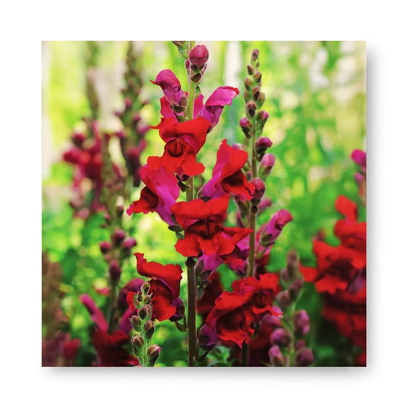 Harris Seeds Snapdragon Rocket Red with Red Stem F1, Tall Cut Flower Variety for Garden and Field, 1,000 Count