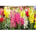 thumbnail image 1 of Snapdragon Seed Liberty Mix, 2000 Heirloom Seeds Per Packet, Non GMO Seeds, 1 of 3
