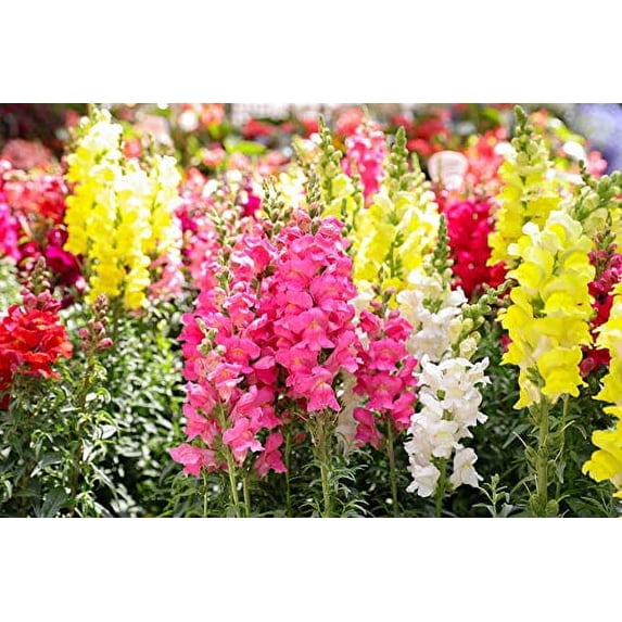 Snapdragon Seed Liberty Mix, 2000 Heirloom Seeds Per Packet, Non GMO Seeds
