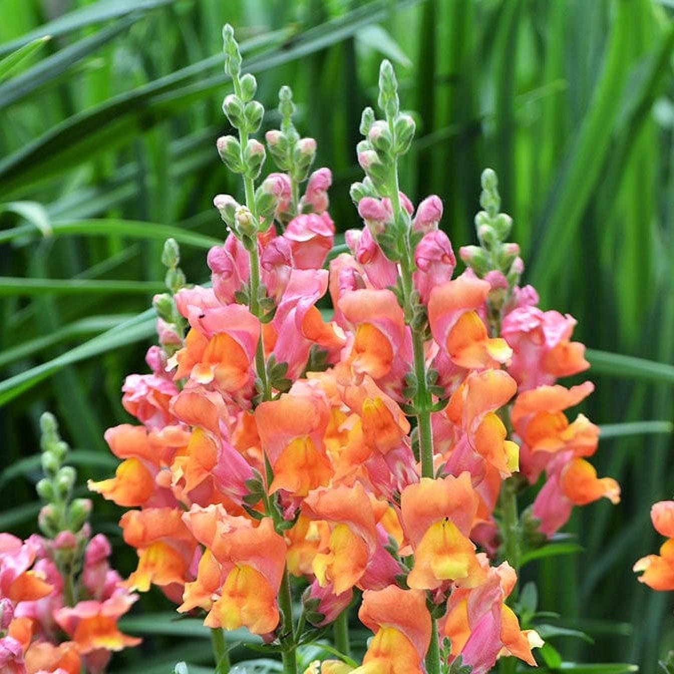 Snapdragon Seeds Orange Wonder Packet Orange Flower Seeds