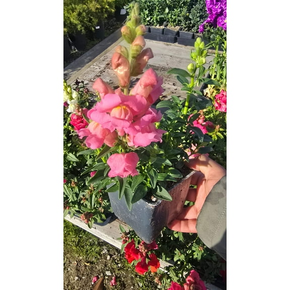 Snapdragon flower pink 4 inch pot - Get similar
