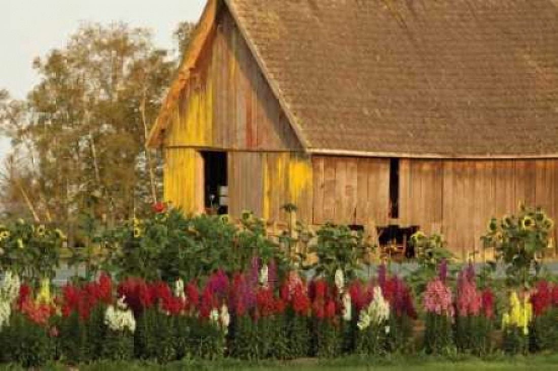 Snapdragons Barn I Canvas Art - Dana Styber (12 x 18)