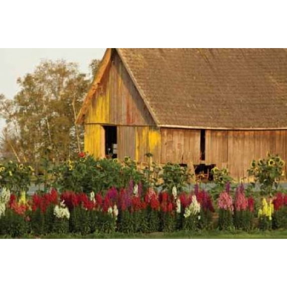 Snapdragons Barn I Poster Print by Dana Styber (12 x 18)