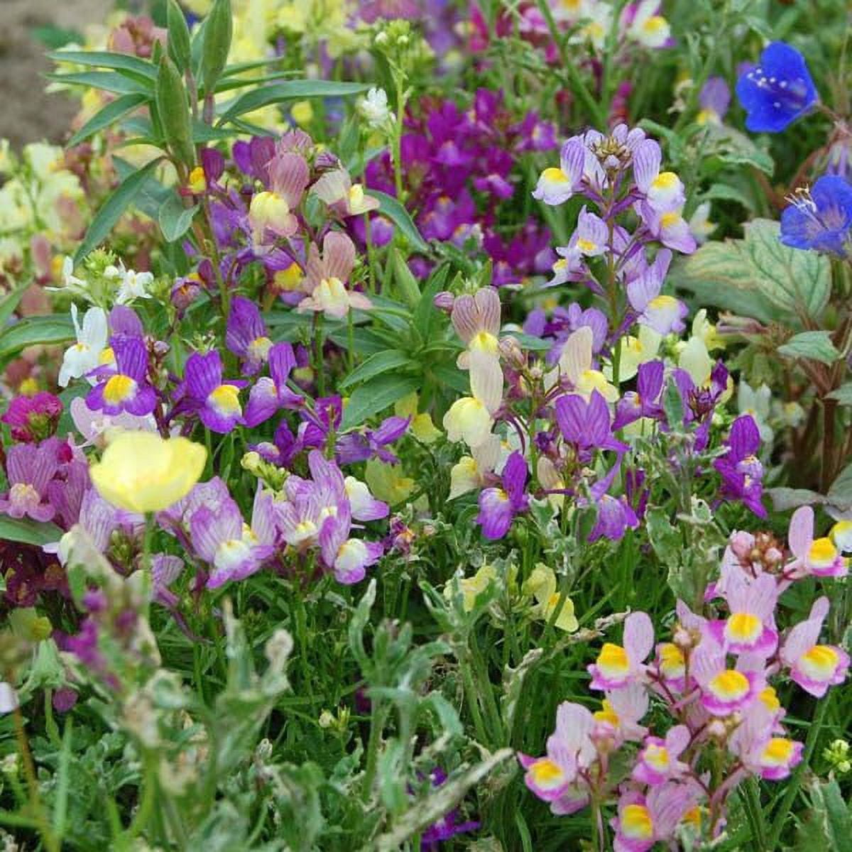 Snapdragons Fairy Bouquet, Linaria Maroccana Seeds, (100+) Beautiful ...