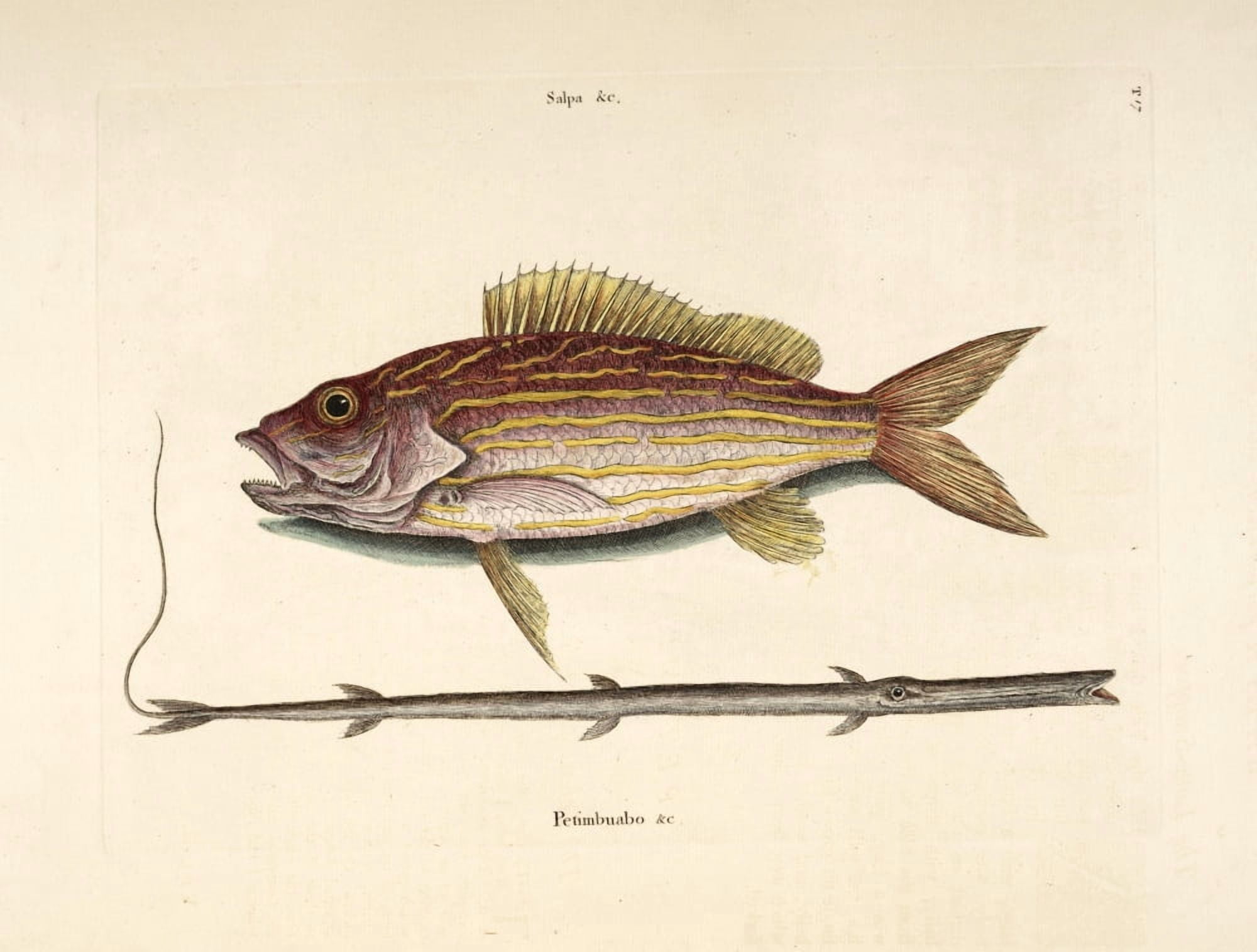Snapper Tobacco-pipe Canvas Art - Mark Catesby (18 x 24)