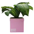 thumbnail image 1 of Sneakers Box Planter Pot 3D Printed - Pink Lighter Sneakers Box Decor- Plant Pot for Indoor Plants- Unique planter for indoor with Drainage hole - MADE IN USA, 1 of 4