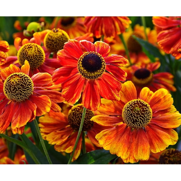 Sneezeweed Live Plant Plugs  Helenium Autumnale Hardy Native Perennial Starter Plants  Bright Yellow & Orange Pollinator Flowers for Gardens & Landscaping (1 Plant)