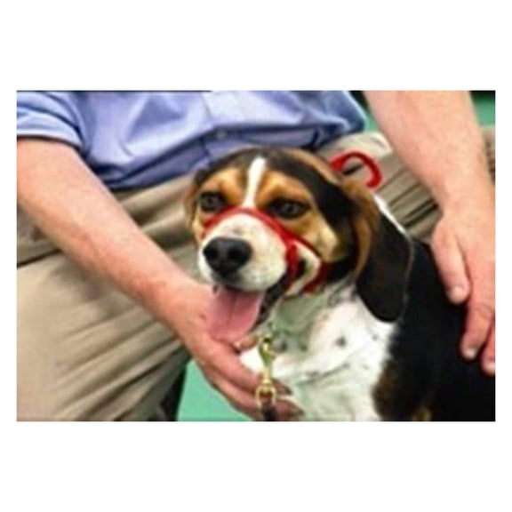 Snoot Loop: Small, Regular, Black Dog Training Collar