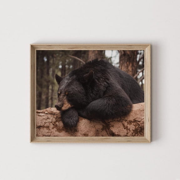 Snoozing Black Bear Print, Arizona Black Bear Poster, Wildlife Decor, Rustic Photography, Black Bear Wall Art, Warm Autumn Bear Poster 8x12 UNFRAMED