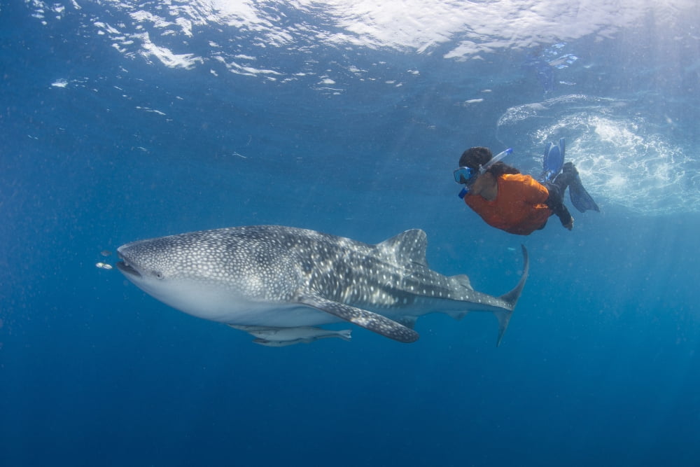 Snorkeler swimming with a whale shark Canvas Art - Mathieu MeurStocktrek Images (17 x 12)