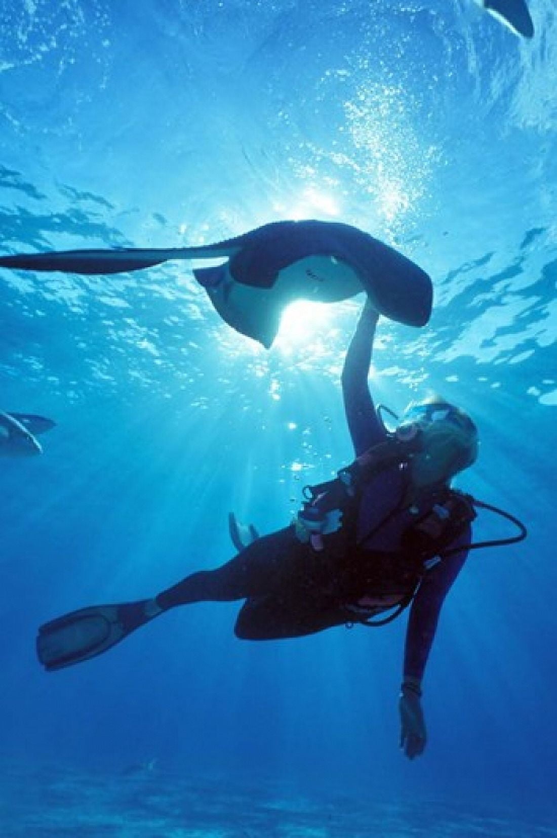 Snorkeling Stingray City Grand Cayman Caribbean Canvas Art - Greg Johnston DanitaDelimont (17 x 26)