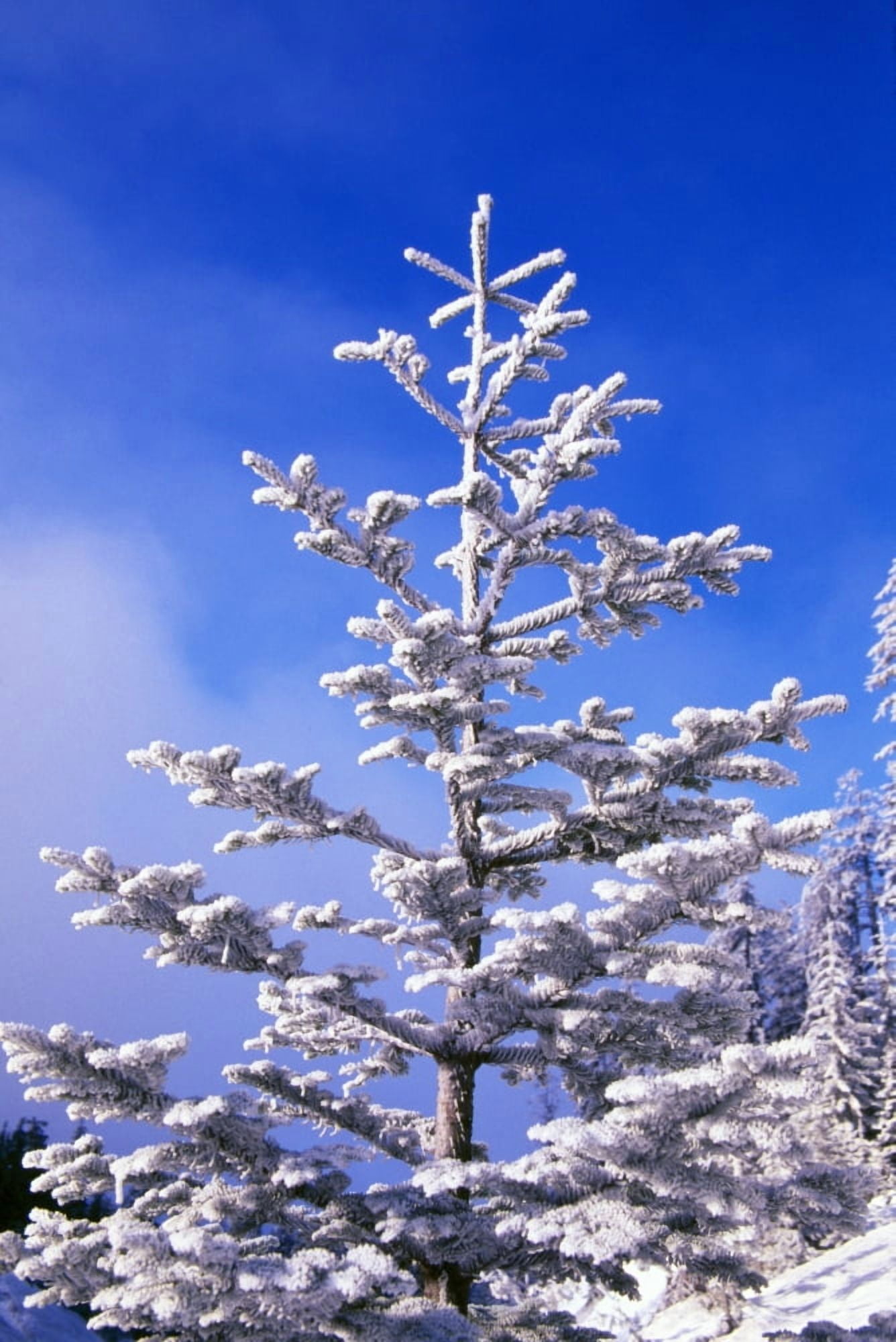 Snow And Frost On Evergreen Canvas Art - Natural Selection Craig Tuttle Design Pics (12 x 18)