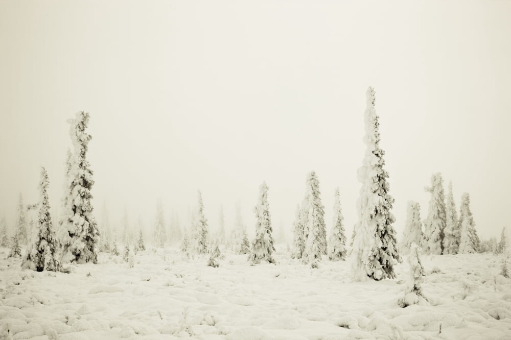 Snow And Hoarfrost Covered Spruce Trees In The Fog At Eureaka Summit Alaska Canvas Art - Kevin Smith Design Pics (34 x 22)