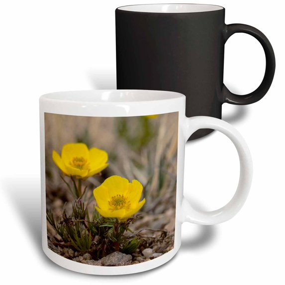 3drose, Snow Buttercup, Yellow Alpline Wildflower - Na01 Fzu0000 - Frank Zurey, 11oz Magic Transforming Mug