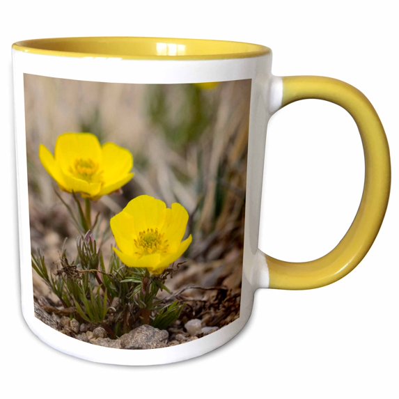 3drose, Snow Buttercup, Yellow Alpline Wildflower - Na01 Fzu0000 - Frank Zurey, 11oz Two-tone Yellow Mug