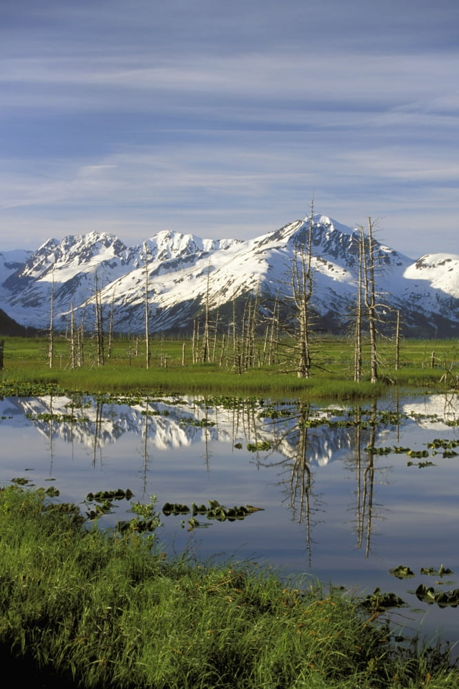 Snow Capped Kenai Mtns Reflect In Pond Sc Ak Spring Canvas Art - Calvin Hall Design Pics (12 x 19)