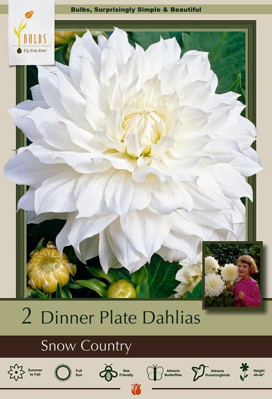 Snow Country Dinnerplate Dahlia 2 Bulb Clumps