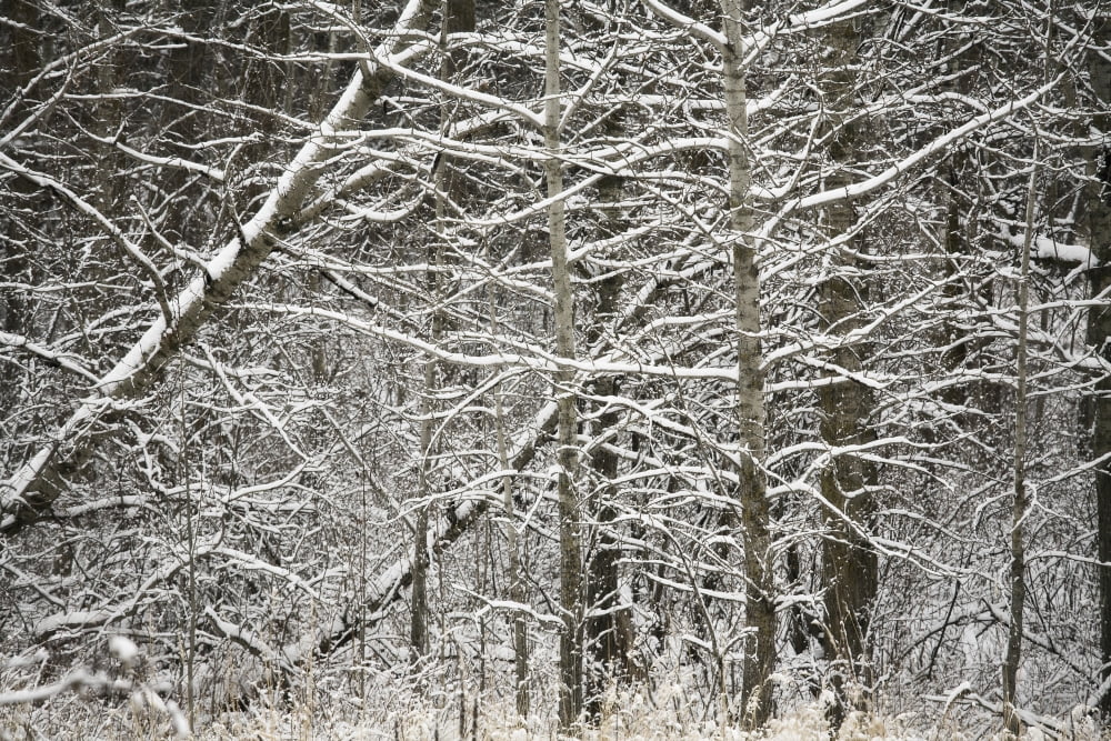 Snow Covered Branches Canvas Art - Carson Ganci Design Pics (17 x 11)