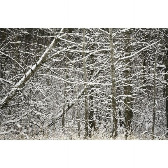 Snow Covered Branches Poster Print by Carson Ganci, 34 x 22 - Large