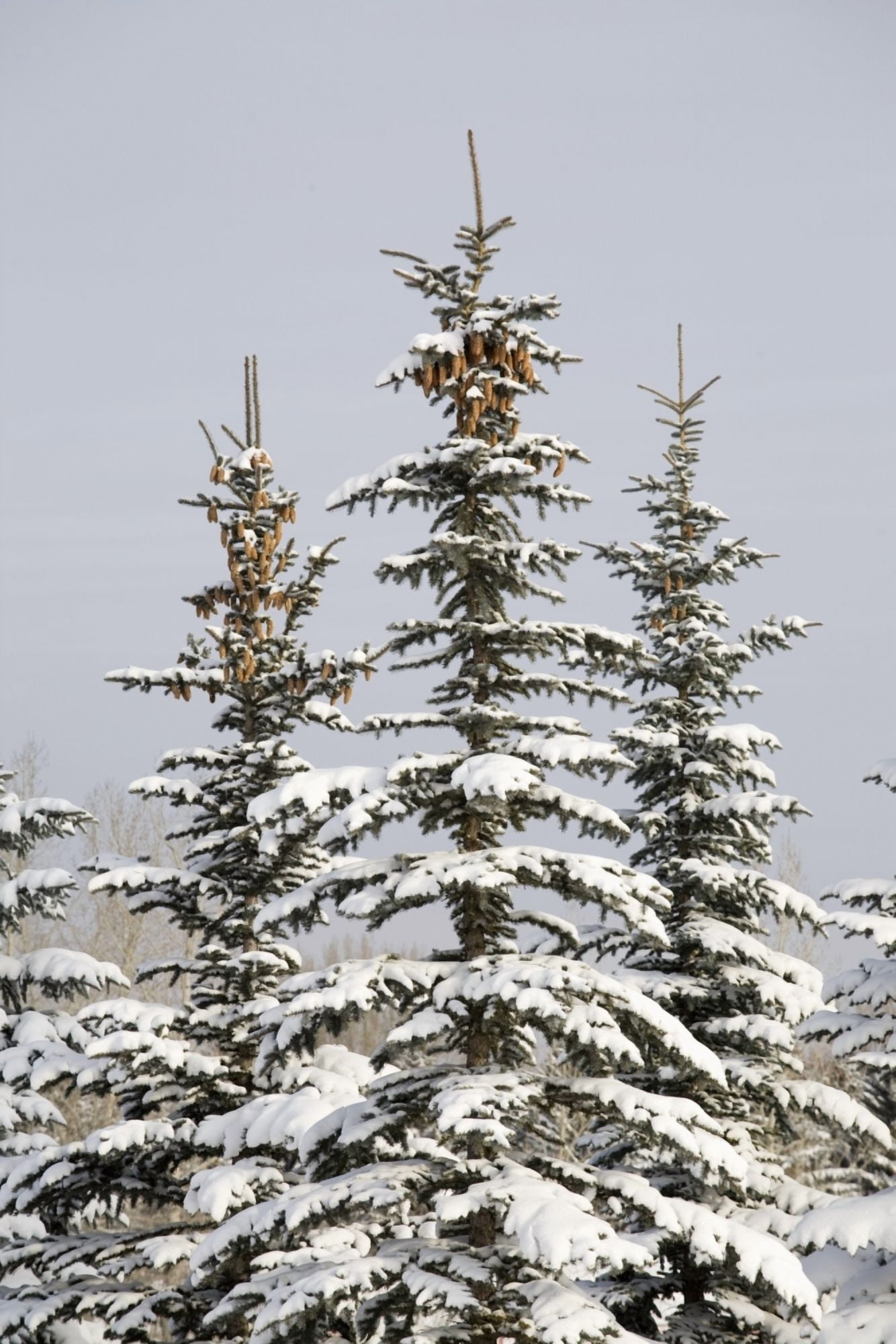Snow Covered Evergreen Trees Calgary Alberta Canada Canvas Art - Michael Interisano Design Pics (13 x 20)
