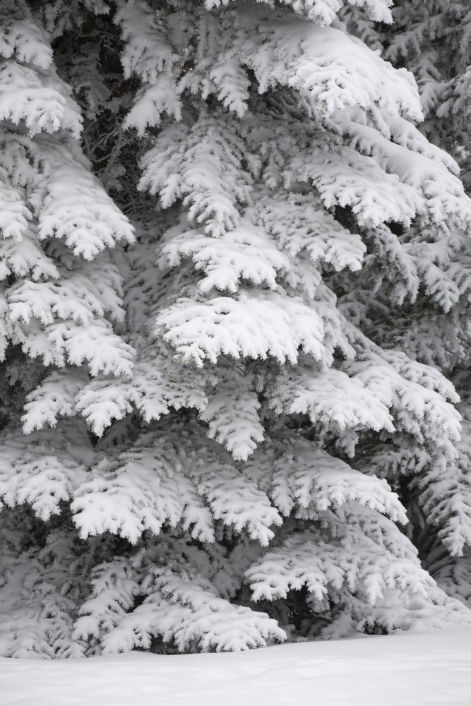 Snow Covered Evergreen Trees Calgary Alberta Canada Canvas Art - Michael Interisano Design Pics (24 x 38)