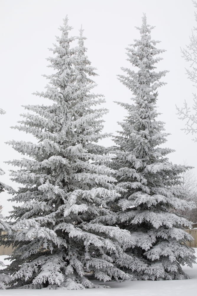 Snow Covered Evergreen Trees Calgary Alberta Canada Canvas Art - Michael Interisano Design Pics (24 x 38)