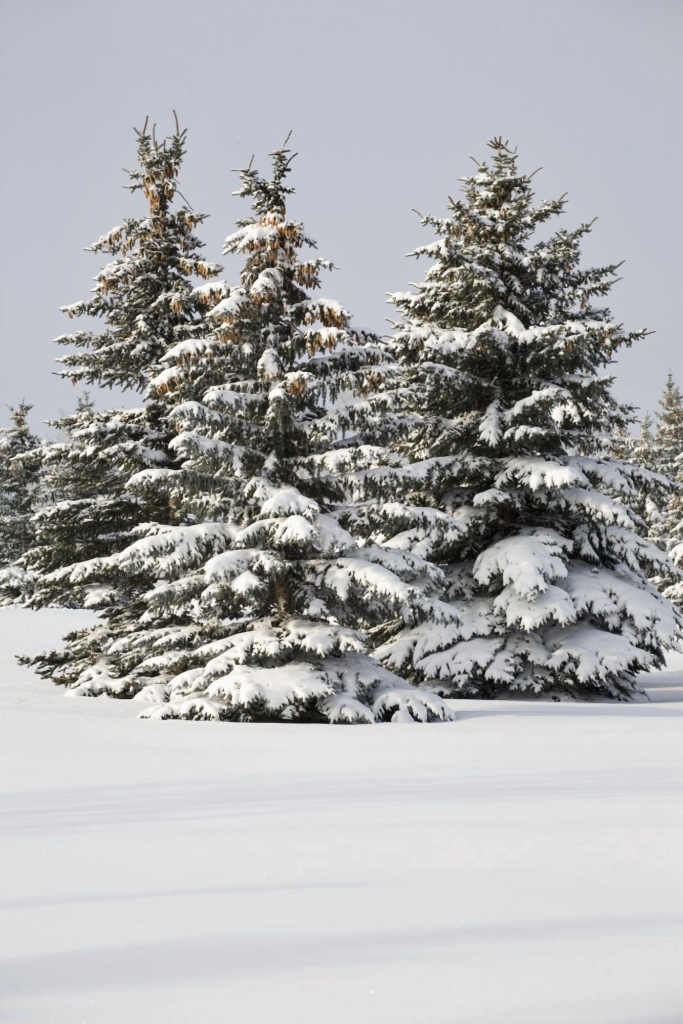 Snow Covered Evergreen Trees Calgary Alberta Canada Canvas Art - Michael Interisano Design Pics (26 x 40)
