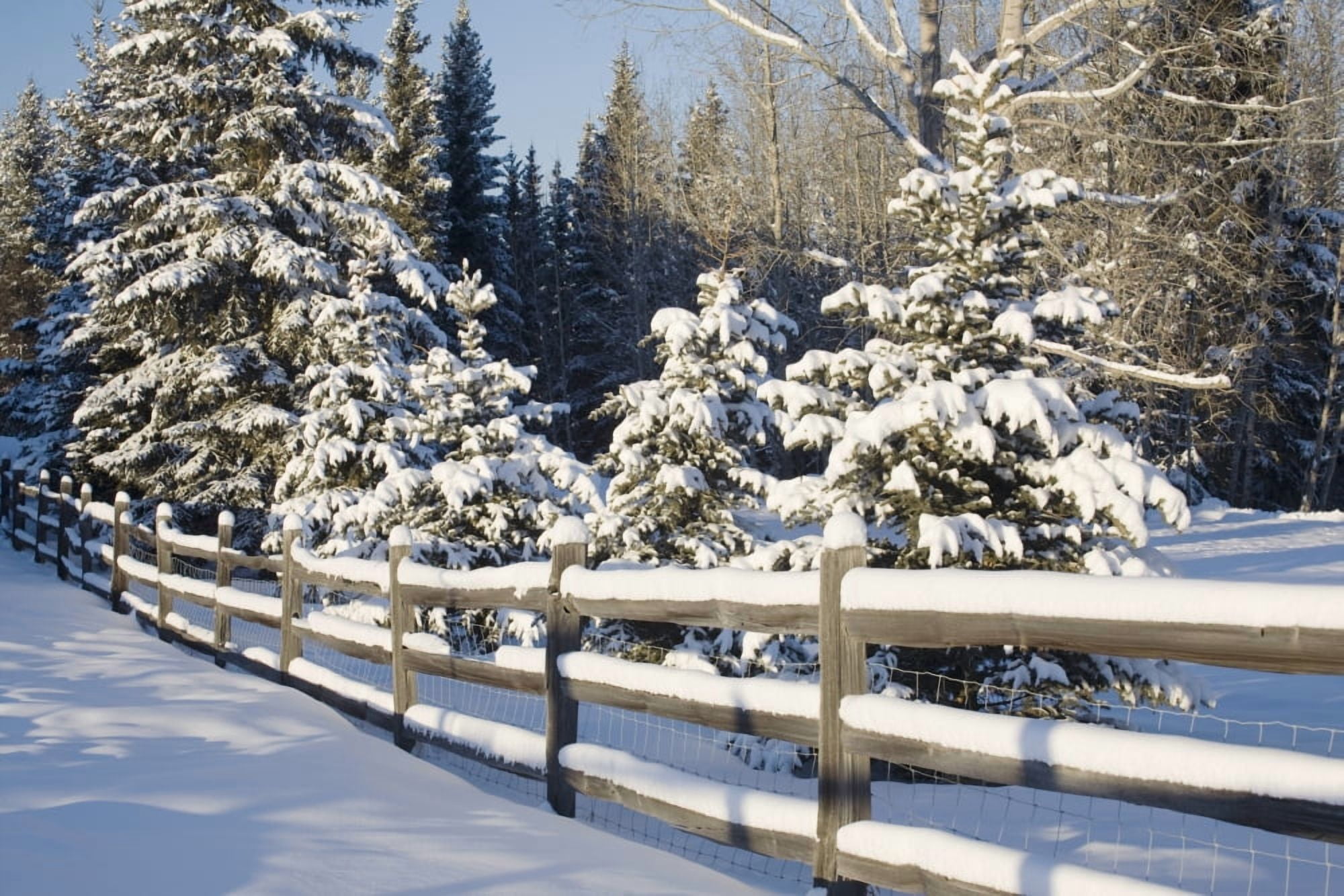 Snow-Covered Evergreens And Rustic Fence Calgary Alberta Canada Canvas Art - Michael Interisano  Design Pics (38 x 24)