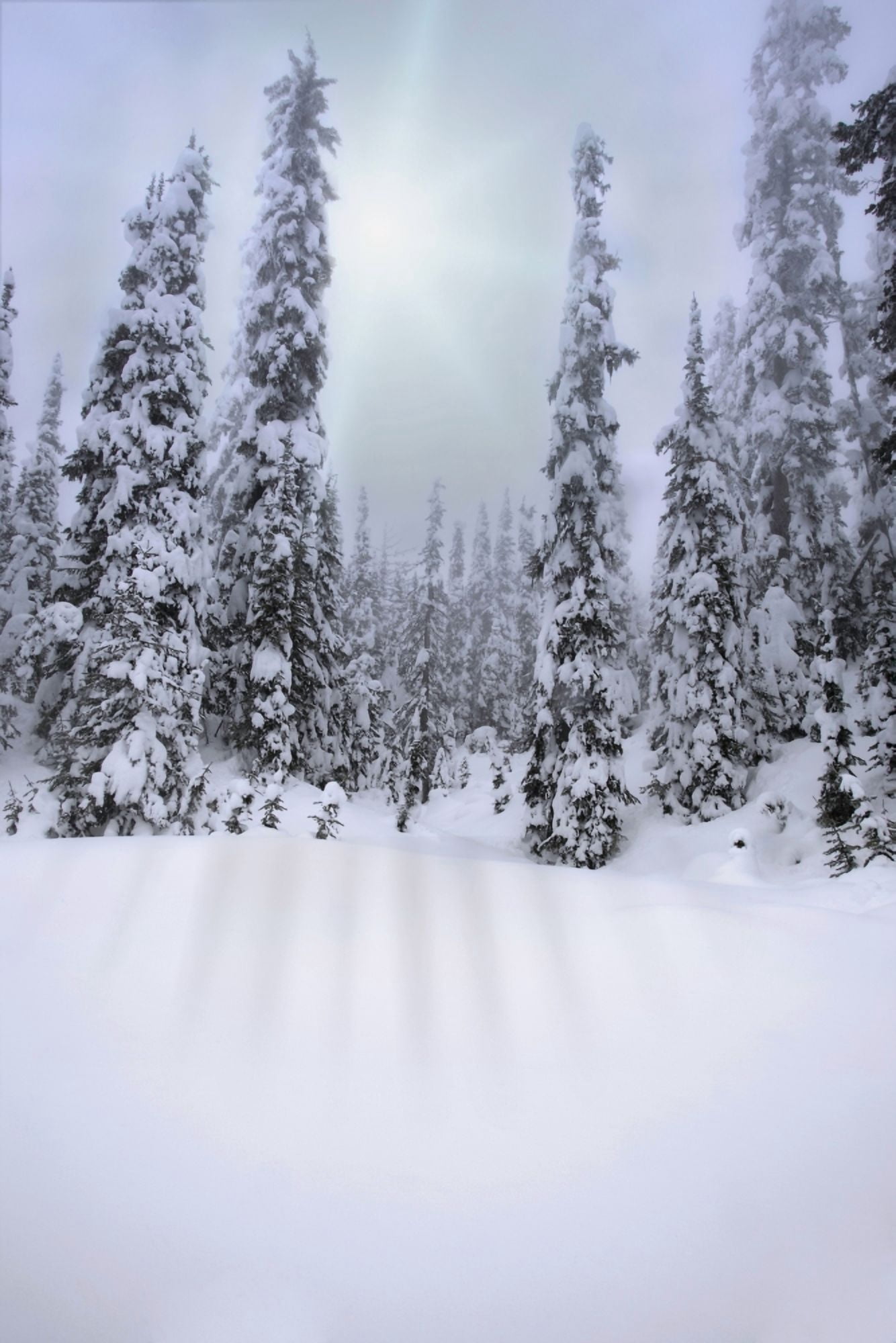 Snow Covered Forest Canvas Art - Carson Ganci Design Pics (22 x 34)