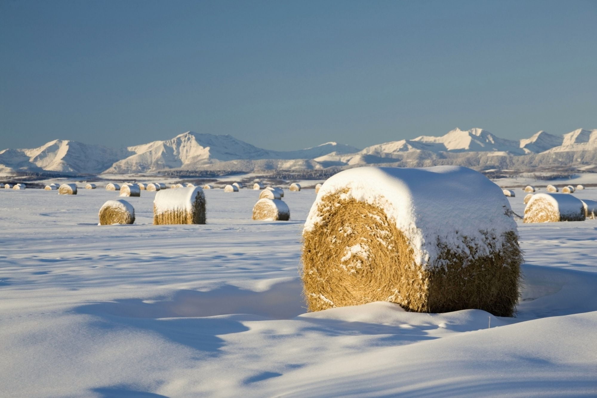 Snow-Covered Hay Bales Okotoks Alberta Canada Canvas Art - Michael Interisano Design Pics (19 x 12)