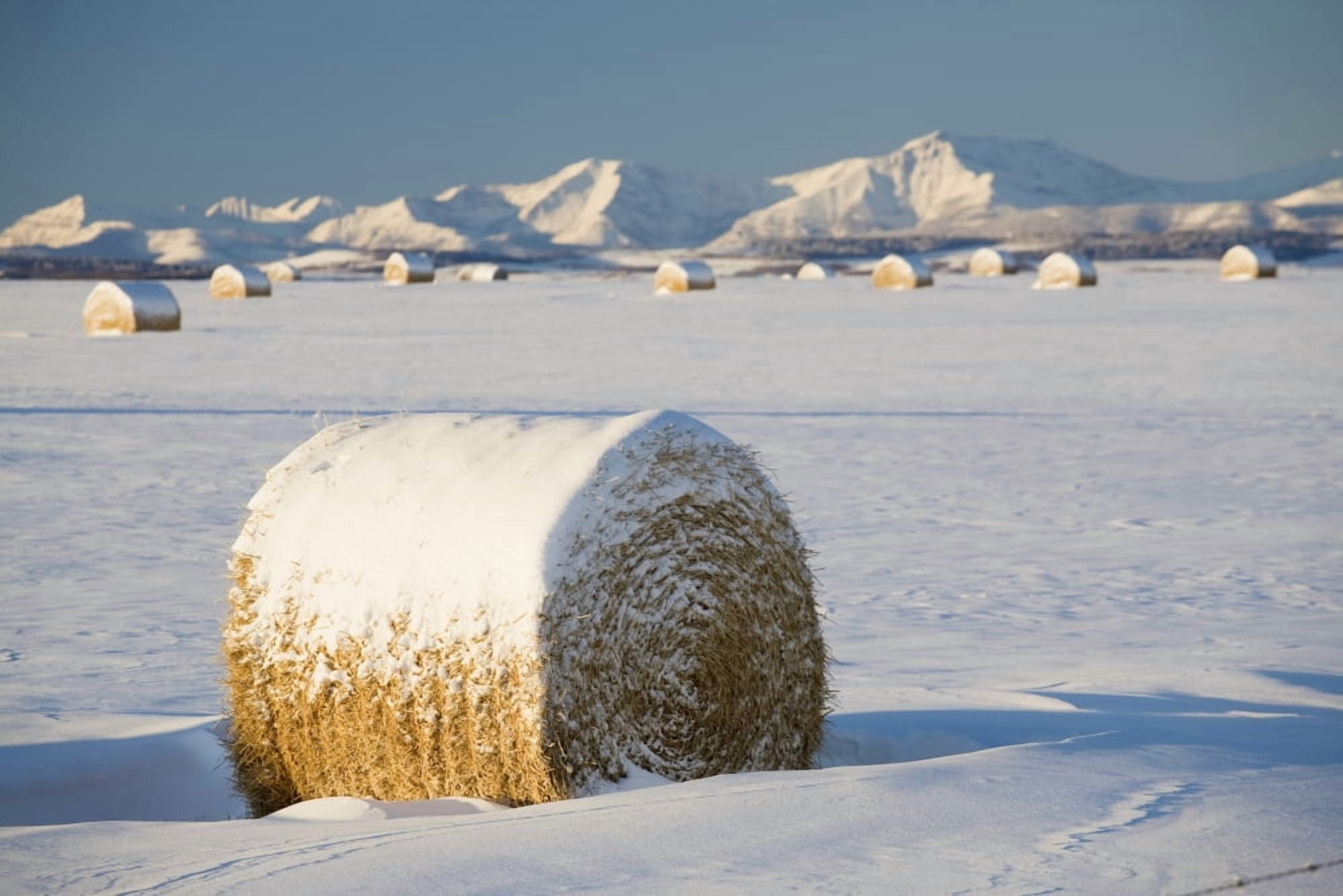 Snow-Covered Hay Bales Okotoks Alberta Canada Canvas Art - Michael Interisano Design Pics (38 x 24)