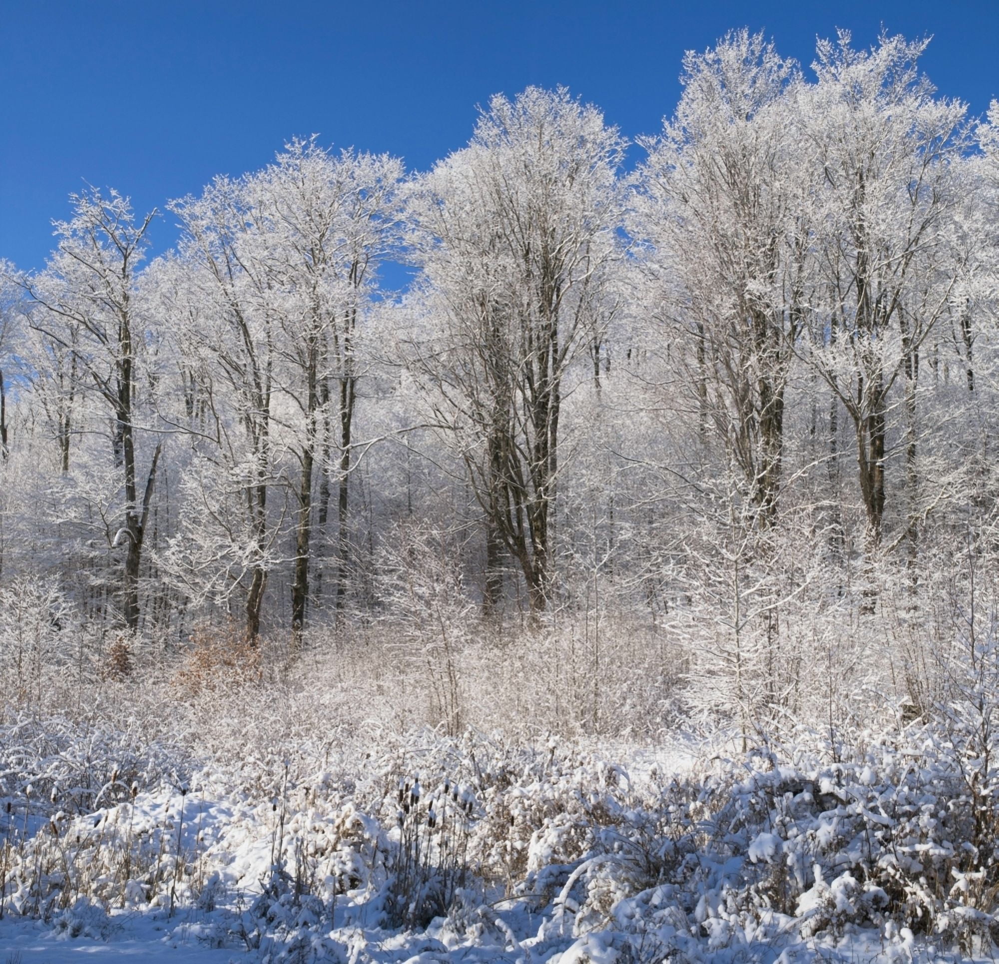 Snow Covered Maple Trees Iron Hill Quebec Canada Canvas Art - David Chapman Design Pics (15 x 15)