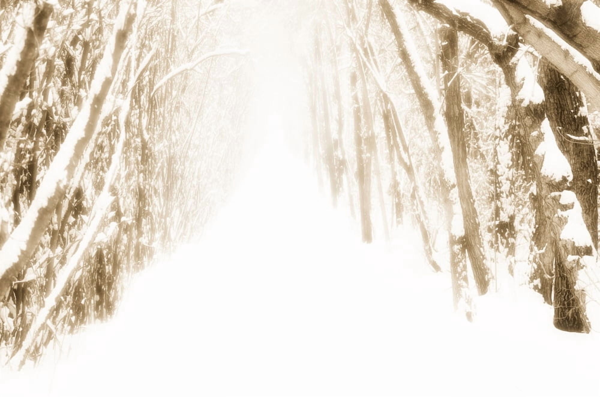 Snow-Covered Path In Forest Canvas Art - Chris and Kate Knorr Design Pics (36 x 24)