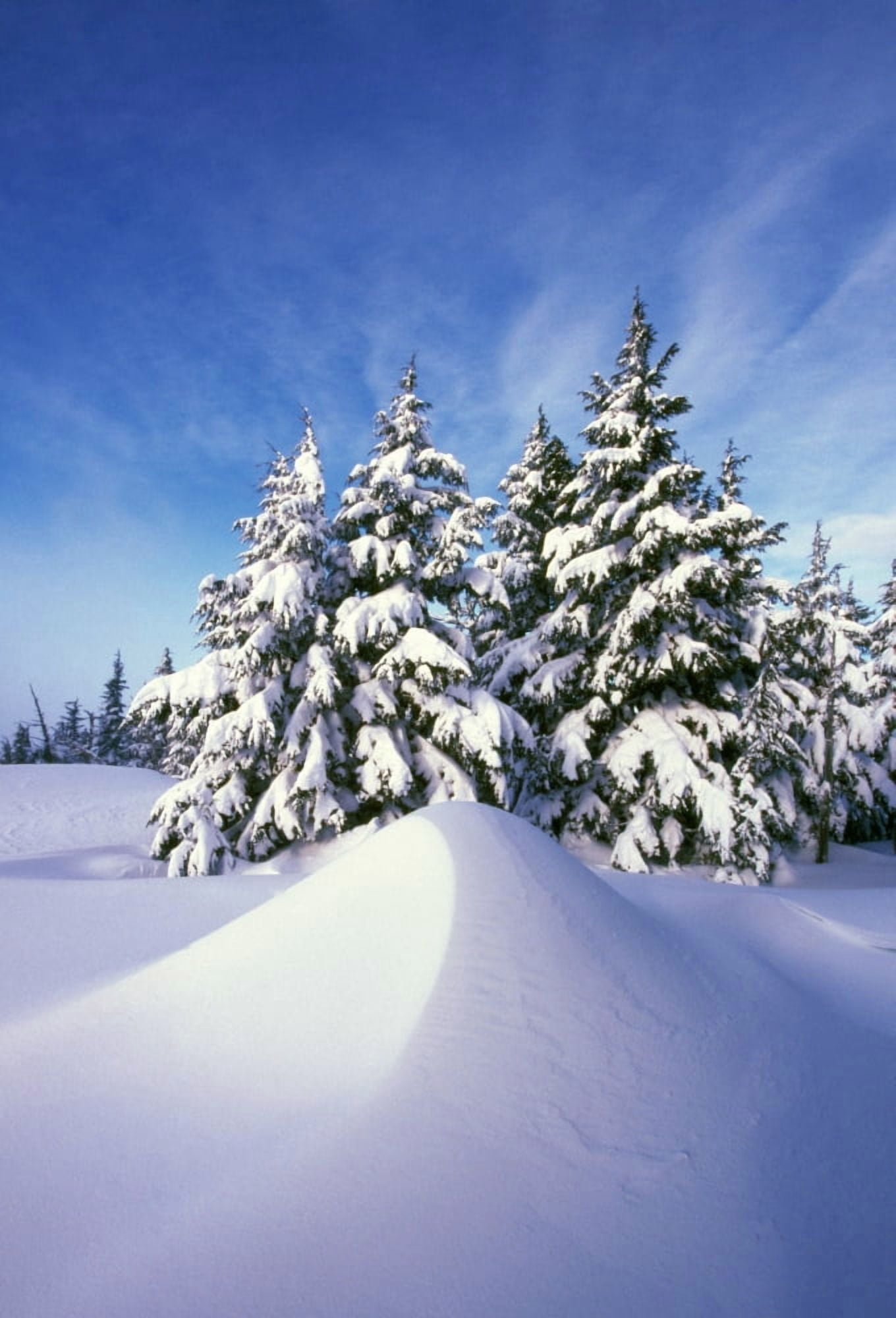 Snow-Covered Pine Trees Canvas Art - Natural Selection Craig Tuttle Design Pics (12 x 18)