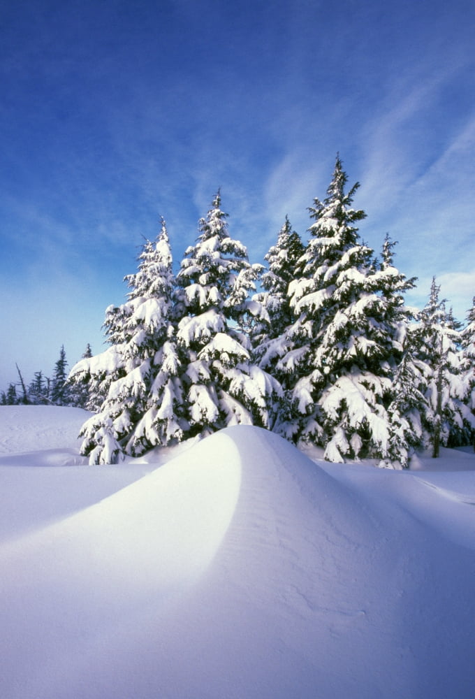Snow-Covered Pine Trees Canvas Art - Natural Selection Craig Tuttle Design Pics (24 x 36)